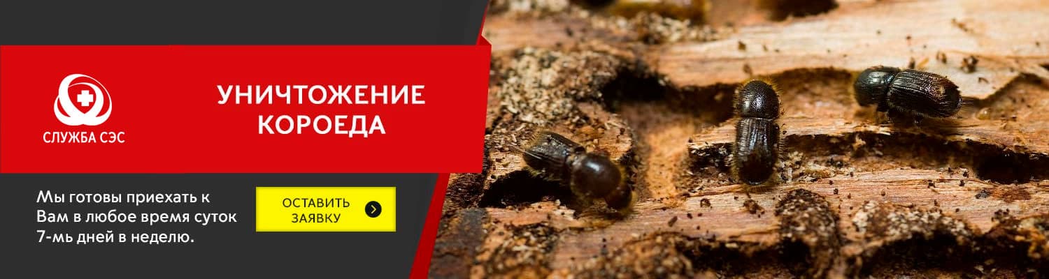 Уничтожение короеда в Жуковском