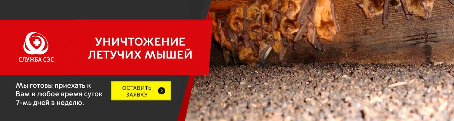Уничтожение летучих мышей в Жуковском